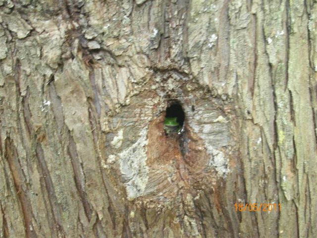 Raganella in un buco di picchio